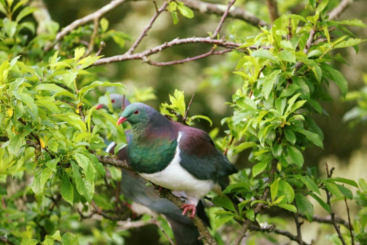 Durie Vale Retreat Villa Whanganui Buitenkant foto